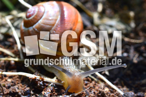 Bänderschnecke (1).jpg